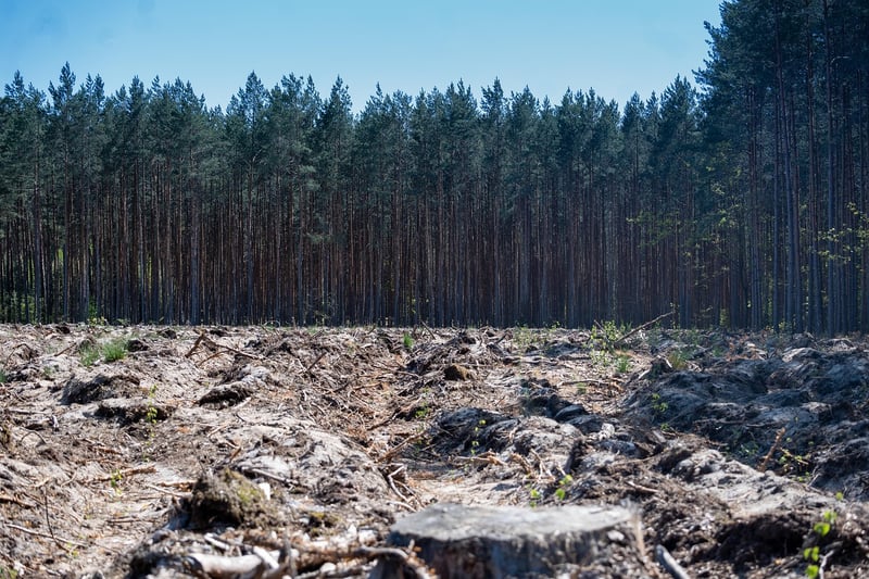 Forest clearings
