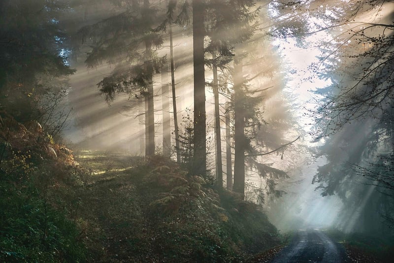 Whispering Winds